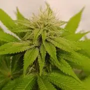 Juicy Flavours Grow #002