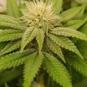 Juicy Flavours Grow #001