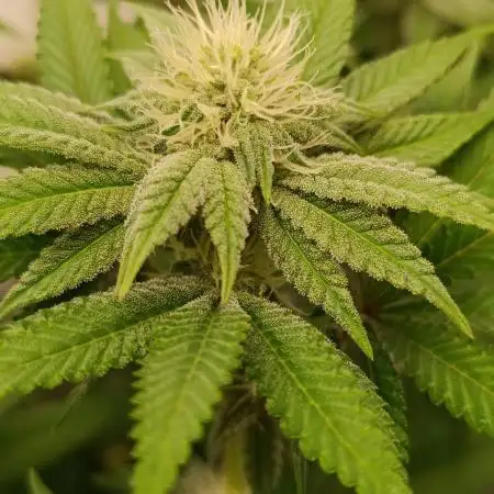Juicy Flavours Grow #001