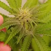 Juicy Flavours Grow #001