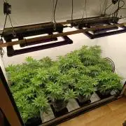 Juicy Flavours Grow #001