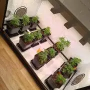 Juicy Flavours Grow #002