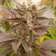 Juicy Flavours Grow #001