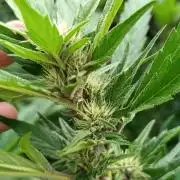 Outdoor Grow for WPFF 2026