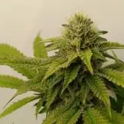 Juicy Flavours Grow #003
