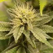 Juicy Flavours Grow #002