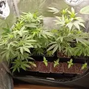 Juicy Flavours Grow #003