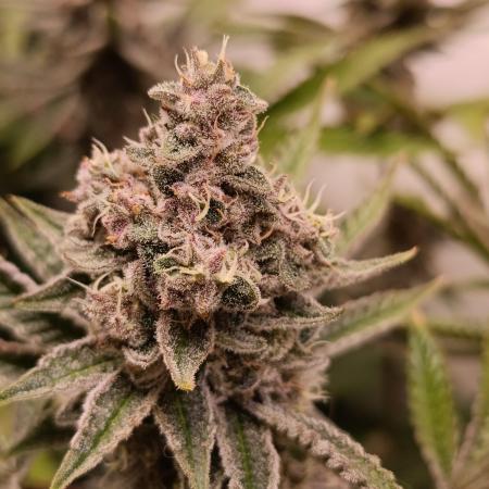 Juicy Flavours Grow #001