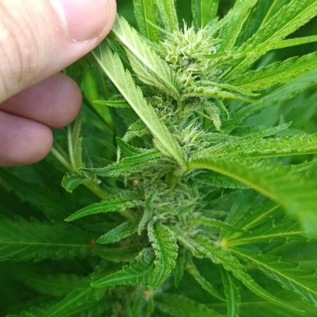 Outdoor Grow for WPFF 2026