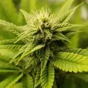 Juicy Flavours Grow #003