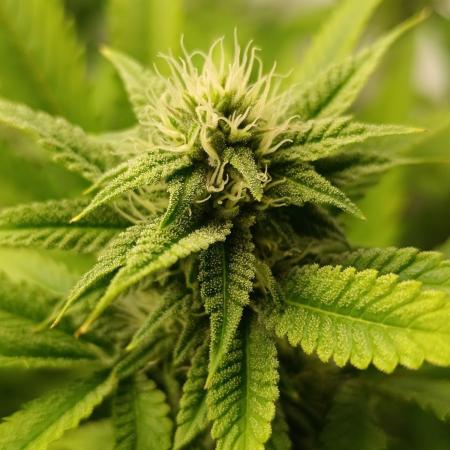 Juicy Flavours Grow #003