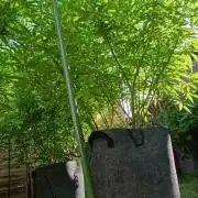 Outdoor Grow for WPFF 2026