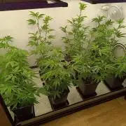 Juicy Flavours Grow #003
