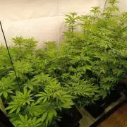Juicy Flavours Grow #002