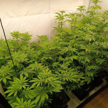 Juicy Flavours Grow #002