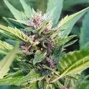Outdoor Grow for WPFF 2026