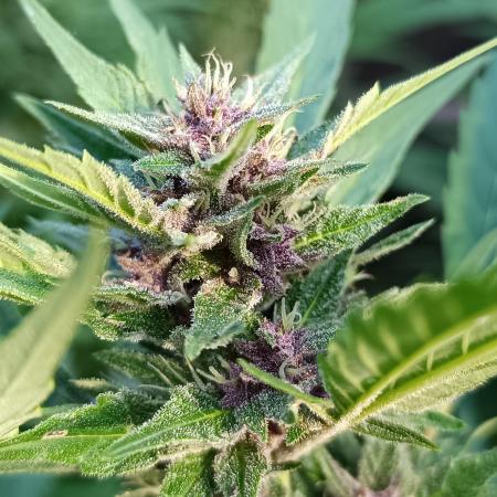 Outdoor Grow for WPFF 2026
