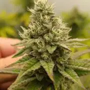 Juicy Flavours Grow #003