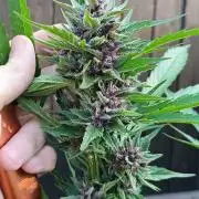 Outdoor Grow for WPFF 2026