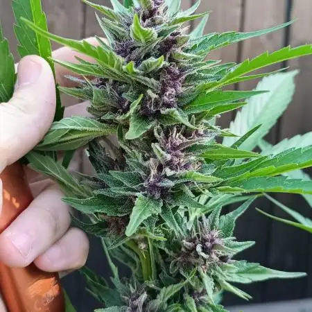 Outdoor Grow for WPFF 2026