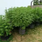 Outdoor Grow for WPFF 2026