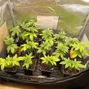 Juicy Flavours Grow #002
