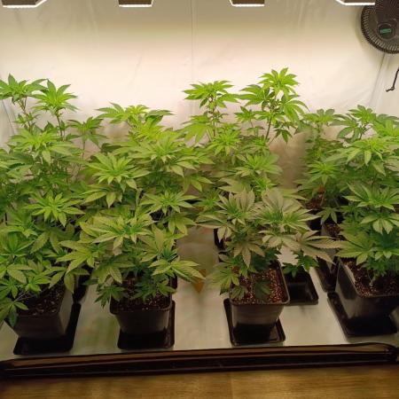 Juicy Flavours Grow #002