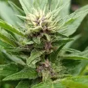 Outdoor Grow for WPFF 2026