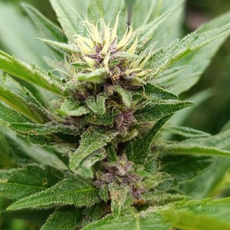 Outdoor Grow for WPFF 2026