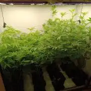 Juicy Flavours Grow #003