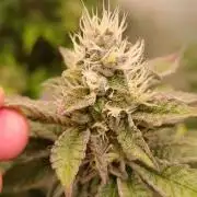 Juicy Flavours Grow #002