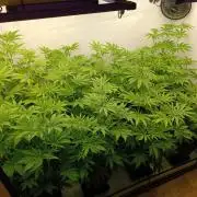 Juicy Flavours Grow #001