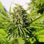 Outdoor Grow for WPFF 2026