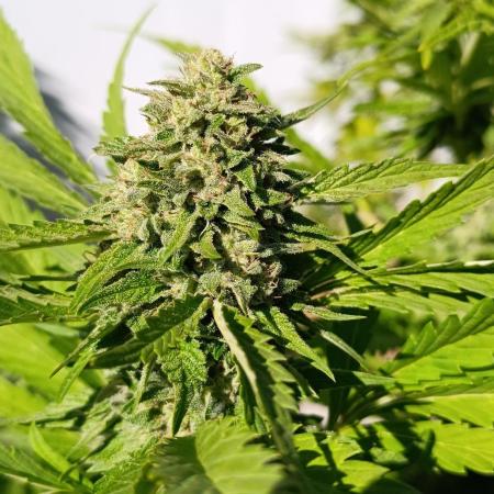Outdoor Grow for WPFF 2026
