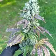 Juicy Flavours Grow #001