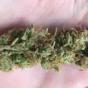 First Grow - Gelato Auto FB