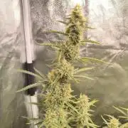 First Grow - Gelato Auto FB