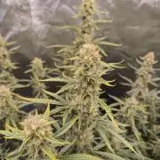First Grow - Gelato Auto FB
