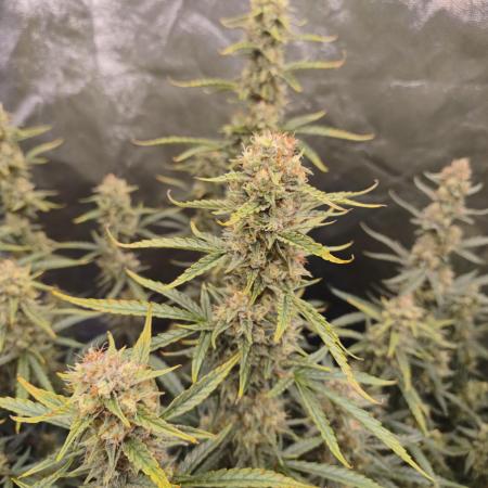 First Grow - Gelato Auto FB