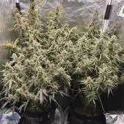First Grow - Gelato Auto FB