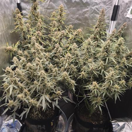 First Grow - Gelato Auto FB