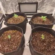 First Grow - Gelato Auto FB