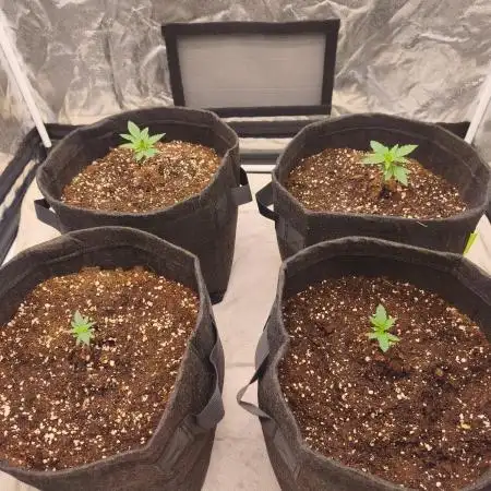 First Grow - Gelato Auto FB
