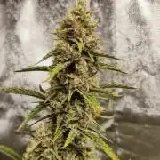 First Grow - Gelato Auto FB