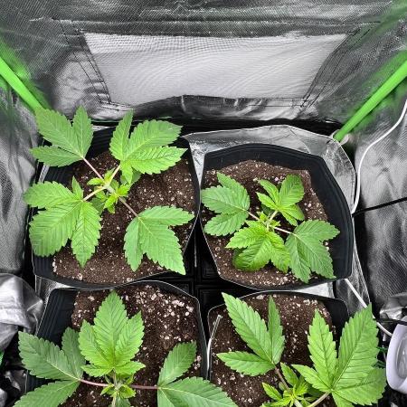 🌳 #2 Ciclo - 4v 7L