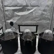 Apricot Auto