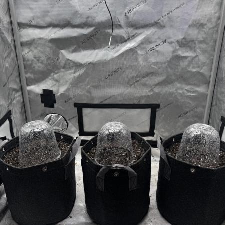 Apricot Auto