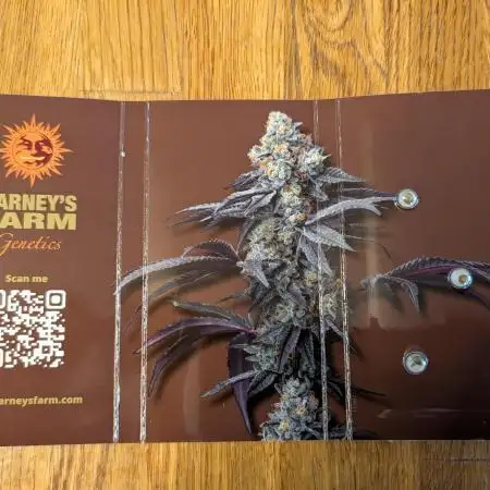 Barney's Farm LSD Auto in Cloud Coir