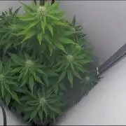 Blackberry auto