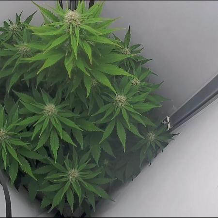 Blackberry auto